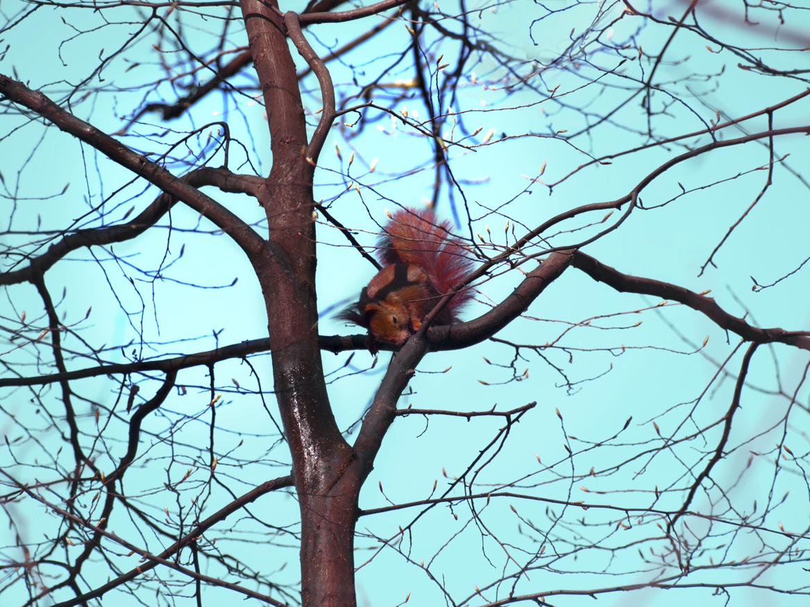 Eichhörnchen im Frühling am Flaucher, schleckt an der Rinde